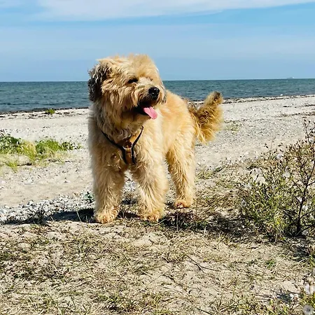 Semesterbostad Strandhaus Cook Teichhof Fehmarn